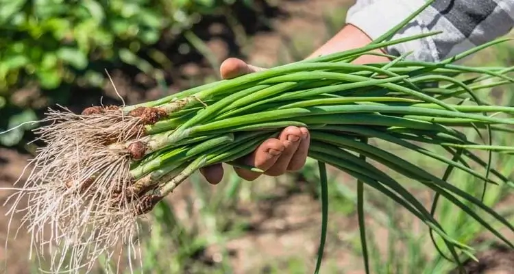 vegetable gardening

