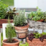 How to Grow Your Dream Terrace Garden Step by Step