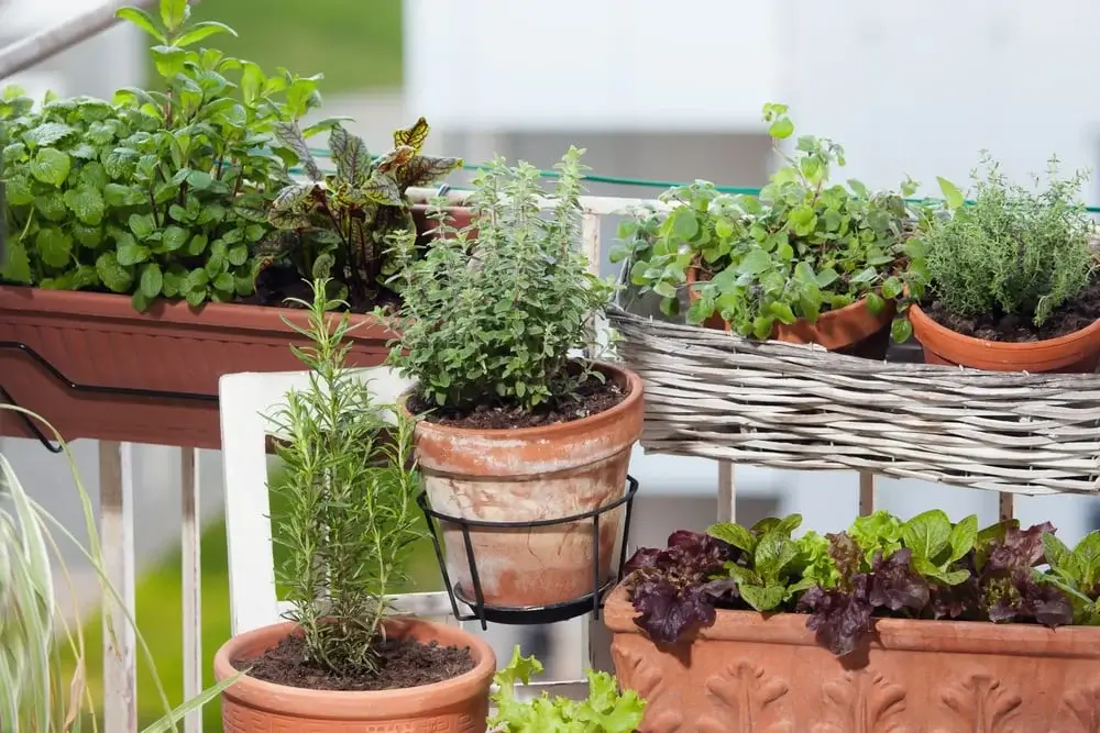 How to Grow Your Dream Terrace Garden Step by Step