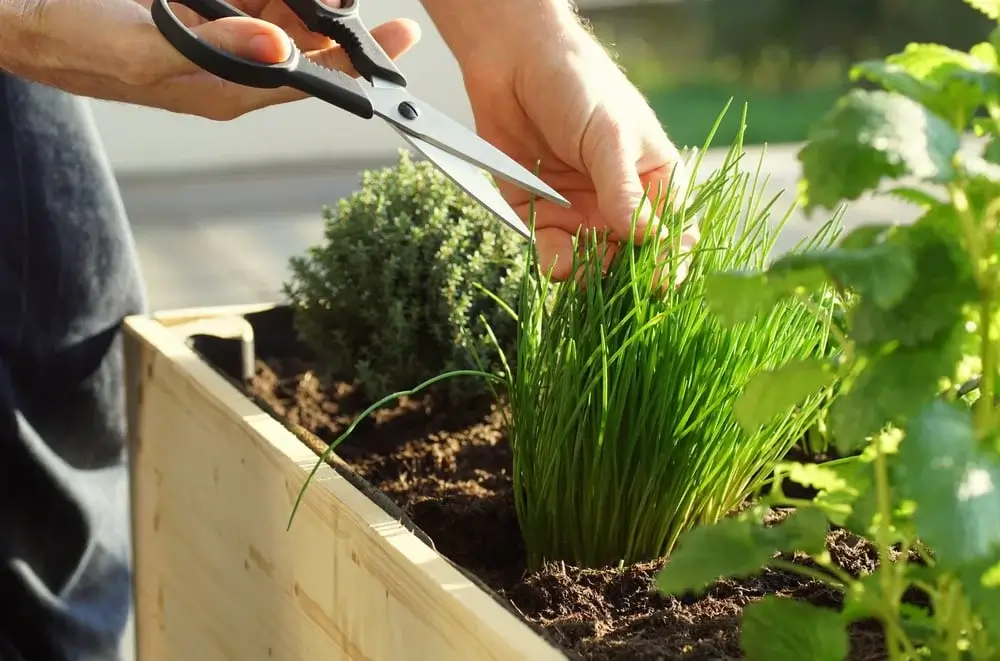 home vegetable gardening

