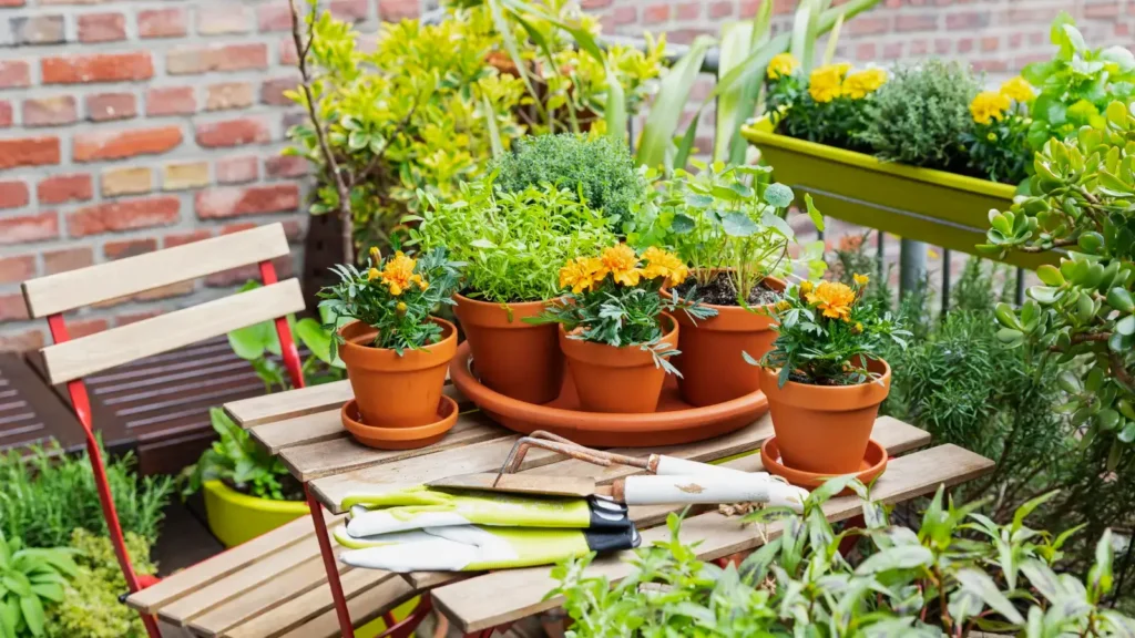 raised bed vegetable gardening

