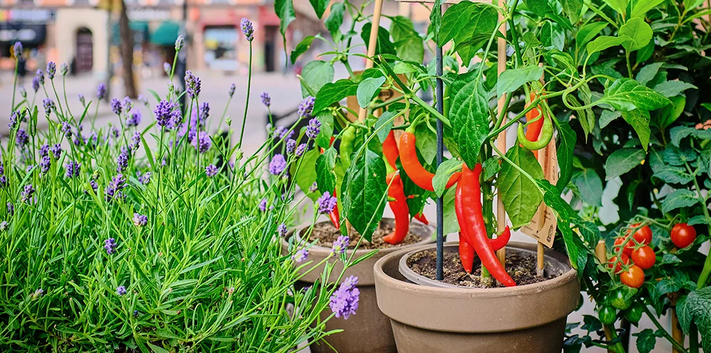 5 Best Vegetables for Container Gardening