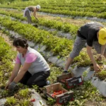 What Is the Most Profitable Fruit to Plant?