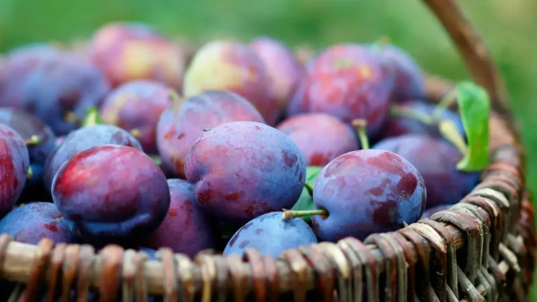 How to Plant Fresh Plum Seeds: Steps to Grow Your Own Plum Tree