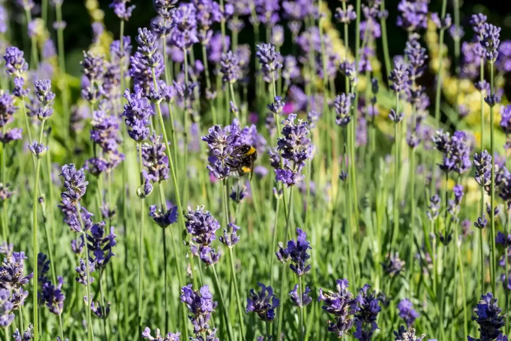 Watering and Care for Mediterranean Plants in Non-Mediterranean Climates