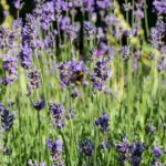 Watering and Care for Mediterranean Plants in Non-Mediterranean Climates